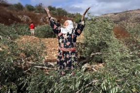 الاحتلال يعدم أشجار الزيتون في وادي قانا