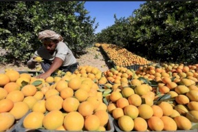 خطة اسرائيلية جديدة في غور الاردن 