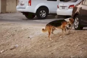 فيديو| الميت قط والدافن كلب.. فيديو يعلم معنى الرحمة