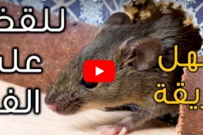 شاهد/ بهذه الطريقة امنع الفأر نهائي من دخول بيتك