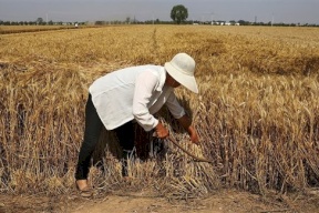 المغرب يتوقع أن يخسر 53% من محصول الحبوب بسبب الجفاف