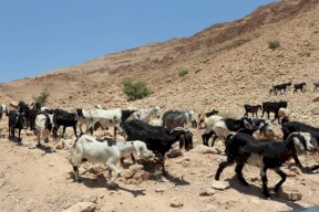 الزراعة تسلم 45 طنا من الأعلاف لمربي الثروة الحيوانية في مسافر يطا