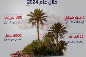 بالأرقام.. قطاع النخيل في فلسطين خلال عام 2024