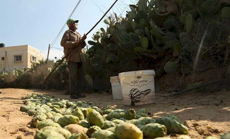 “الصبر” ثمرة أهالي قطاع غزة المفضلة