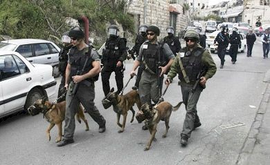 القدس: اقتحام العيسوية ودهم منزل مواطن بواسطة كلاب متوحشة