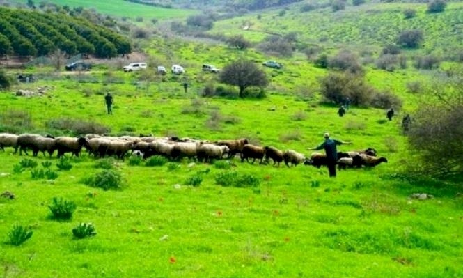 مصادرة 75 رأسا من الأغنام والماعز تعود لمواطن من المغار