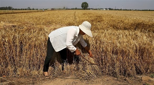 المغرب يتوقع أن يخسر 53% من محصول الحبوب بسبب الجفاف