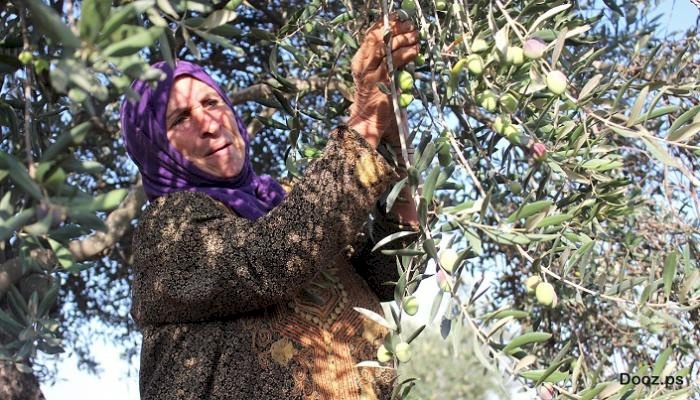 وزارة الزراعة تحدد موعد بدء موسم قطف الزيتون في فلسطين