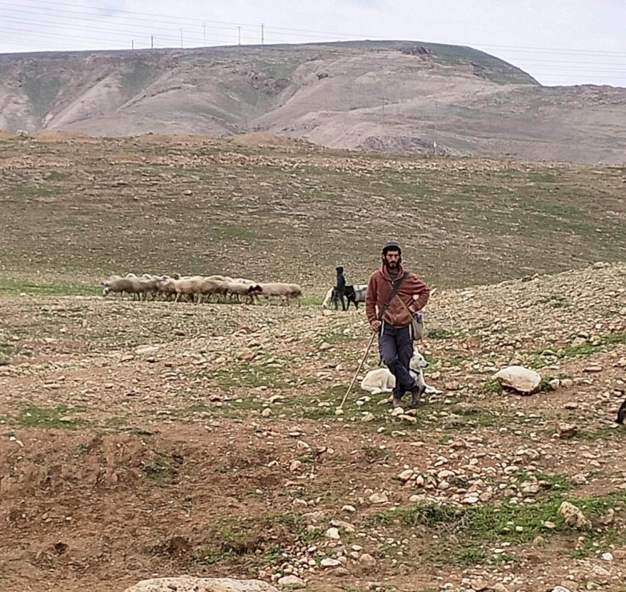 مستوطنون يجبرون رعاة الأغنام على ترك المراعي في المعرجات 