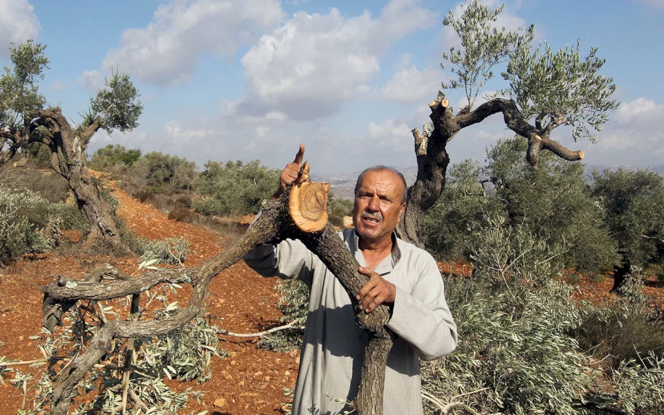 مستعمرون يهاجمون قاطفي الزيتون في كفر الديك غرب سلفيت