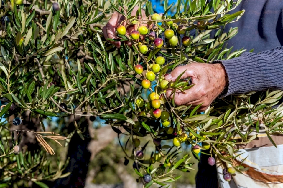 الزراعة بدء موسم قطف الزيتون في فلسطين بـ12 أكتوبر المقبل وكالة صدى نيوز