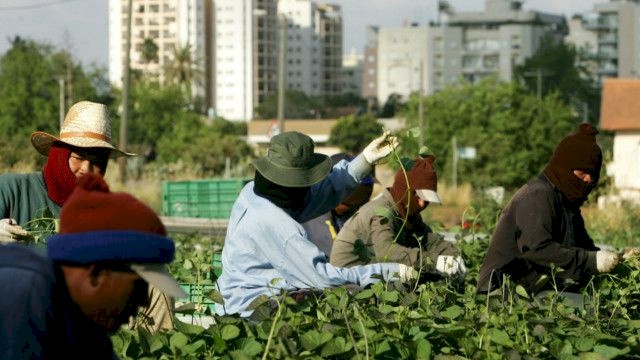 بعد اتفاق بين إسرائيل وسريلانكا: 200 عامل زراعي  في طريقهم لتل أبيب