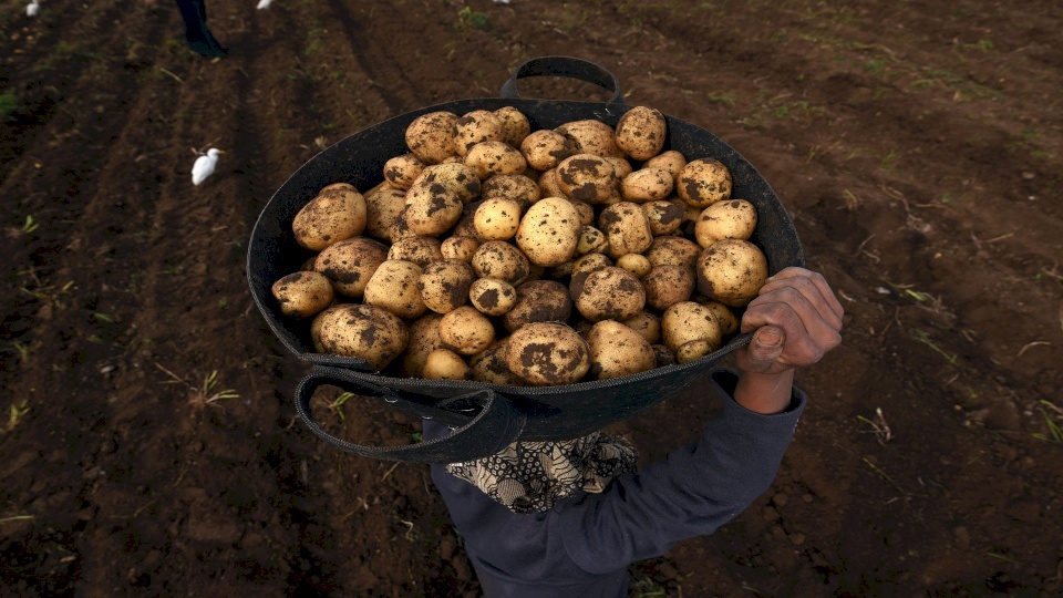 الزراعة الإسرائيلية: ارتفاع الاستهلاك السنوي من البطاطا في إسرائيل