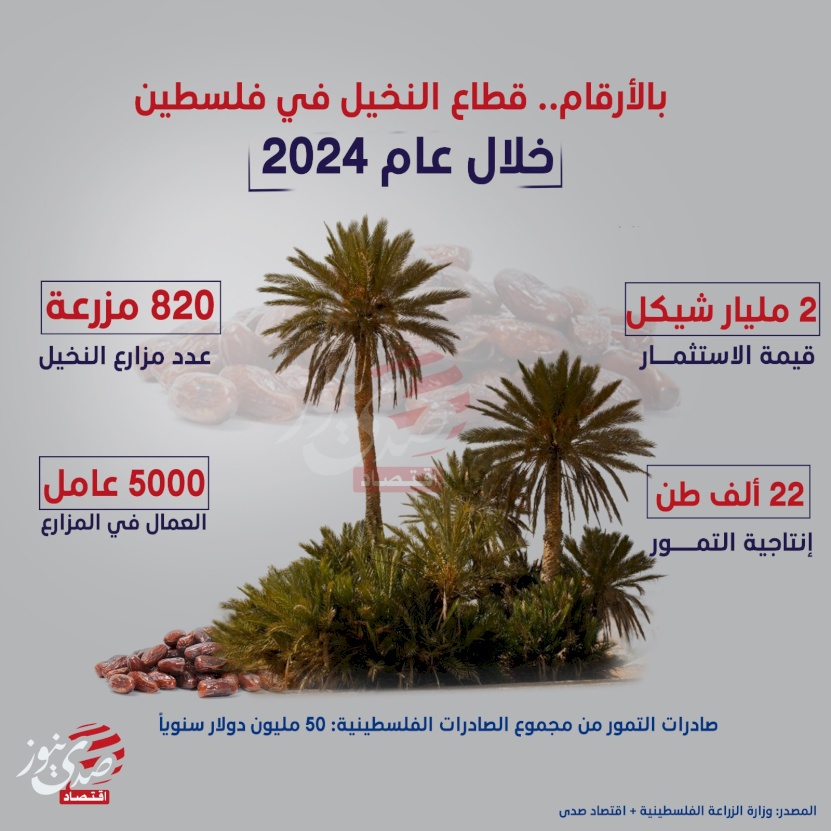 بالأرقام.. قطاع النخيل في فلسطين خلال عام 2024