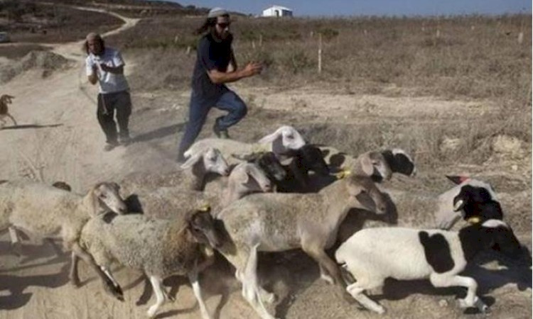 مستوطنون يرعون أغنامهم في المحاصيل الزراعية والأشجار بمسافر يطا