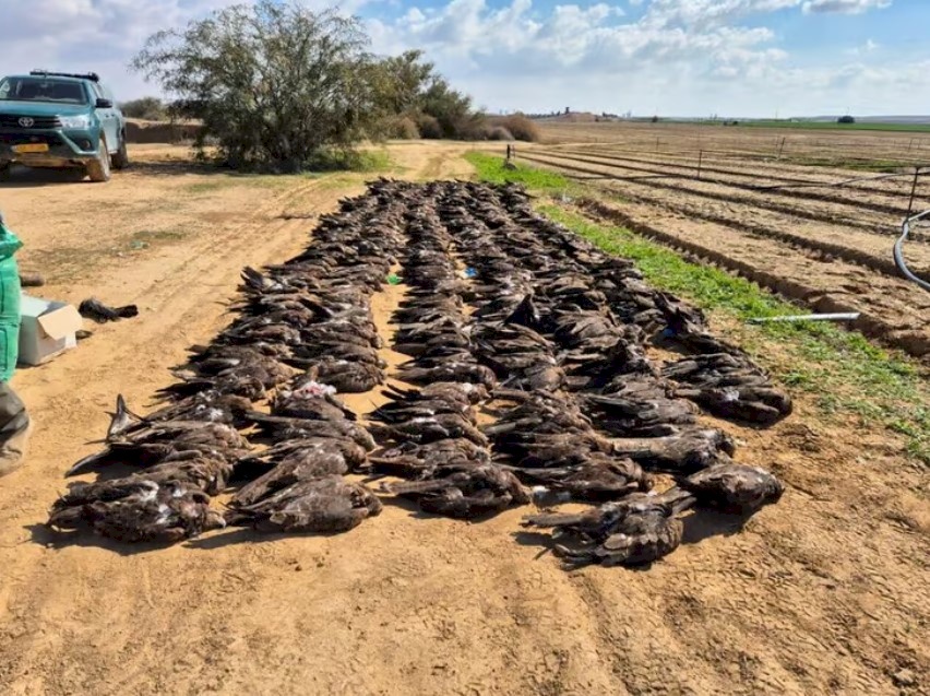 صور: العثور على مئات الطيور النافقة في النقب وشبهات بتعرضها للتسمم