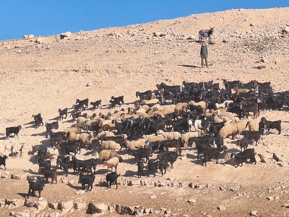 منظمة البيدر: المستوطنون يعتدون على المواطنين في خربة المراجم ويقومون بسرقة الأغنام